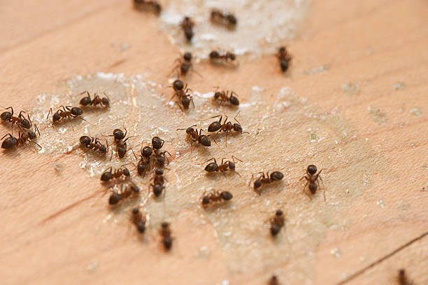 Best Termite Control Services  in Hamilton, MO