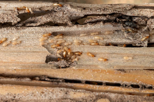 Best Local Pest Control Services  in Hamilton, MO